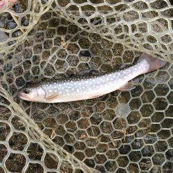 朽木渓流魚センタールアーフィールド